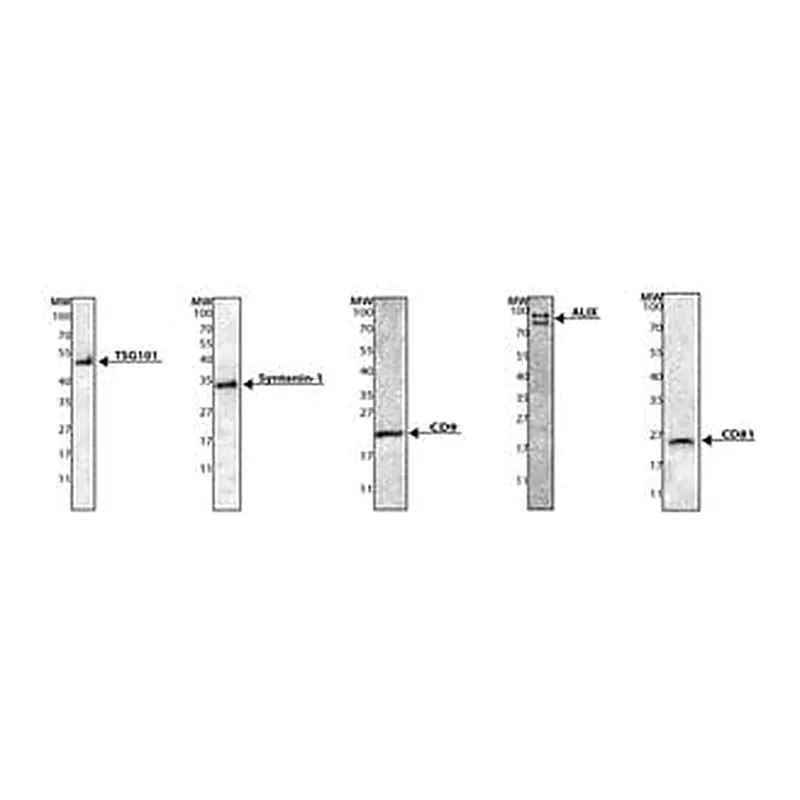 Merck Exosome standards, fluorescent