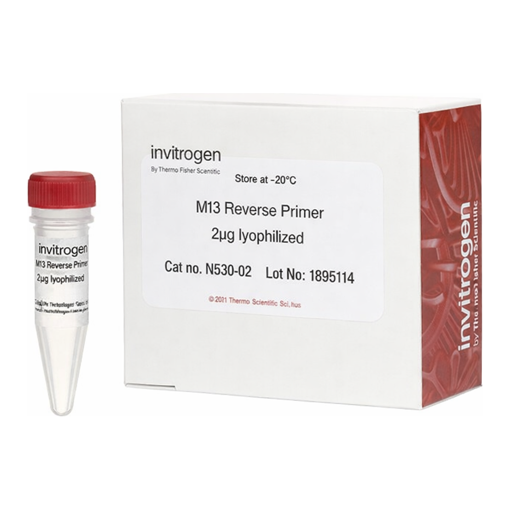 Thermo Fisher Scientific M13 Reverse Primer
