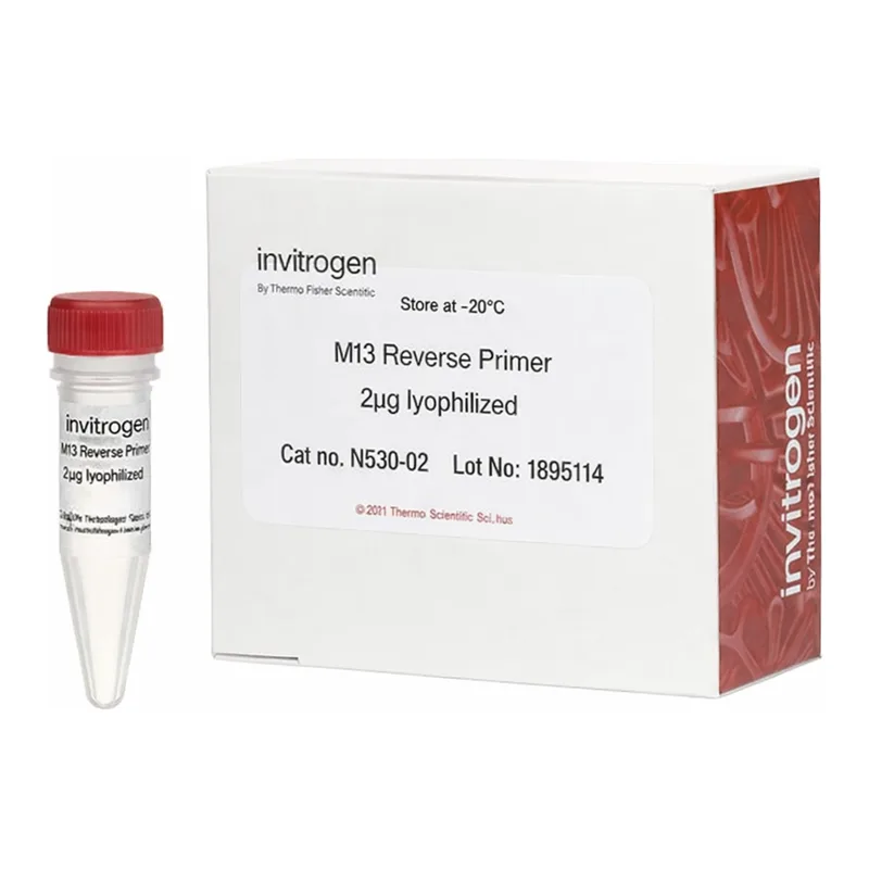 Thermo Fisher Scientific M13 Reverse Primer