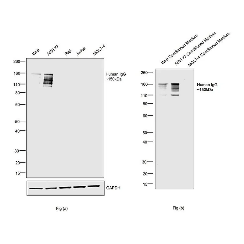 Thermo Fisher Scientific Rabbit anti-Human IgG Fc Secondary Antibody, HRP