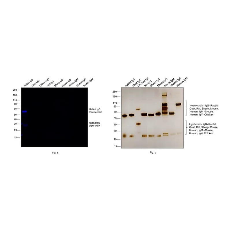 Thermo Fisher Scientific Goat anti-Rabbit IgG (H+L) Highly Cross-Adsorbed Secondary Antibody, Alexa Fluor 680