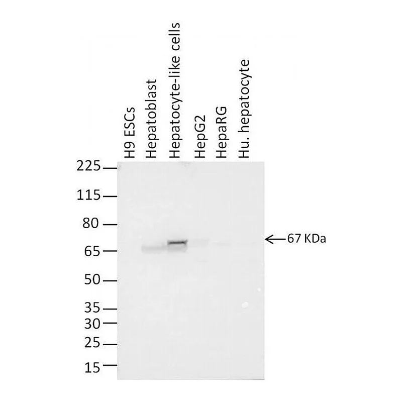 Thermo Fisher Scientific F(ab`)2-Goat anti-Mouse IgG (H+L) Highly Cross-Adsorbed Secondary Antibody, HRP