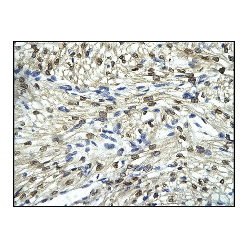 Merck Anti-FLI1 antibody produced in rabbit