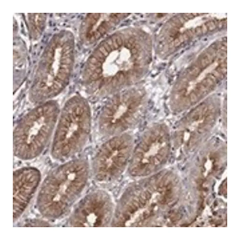 Merck Anti-RASEF antibody produced in rabbit