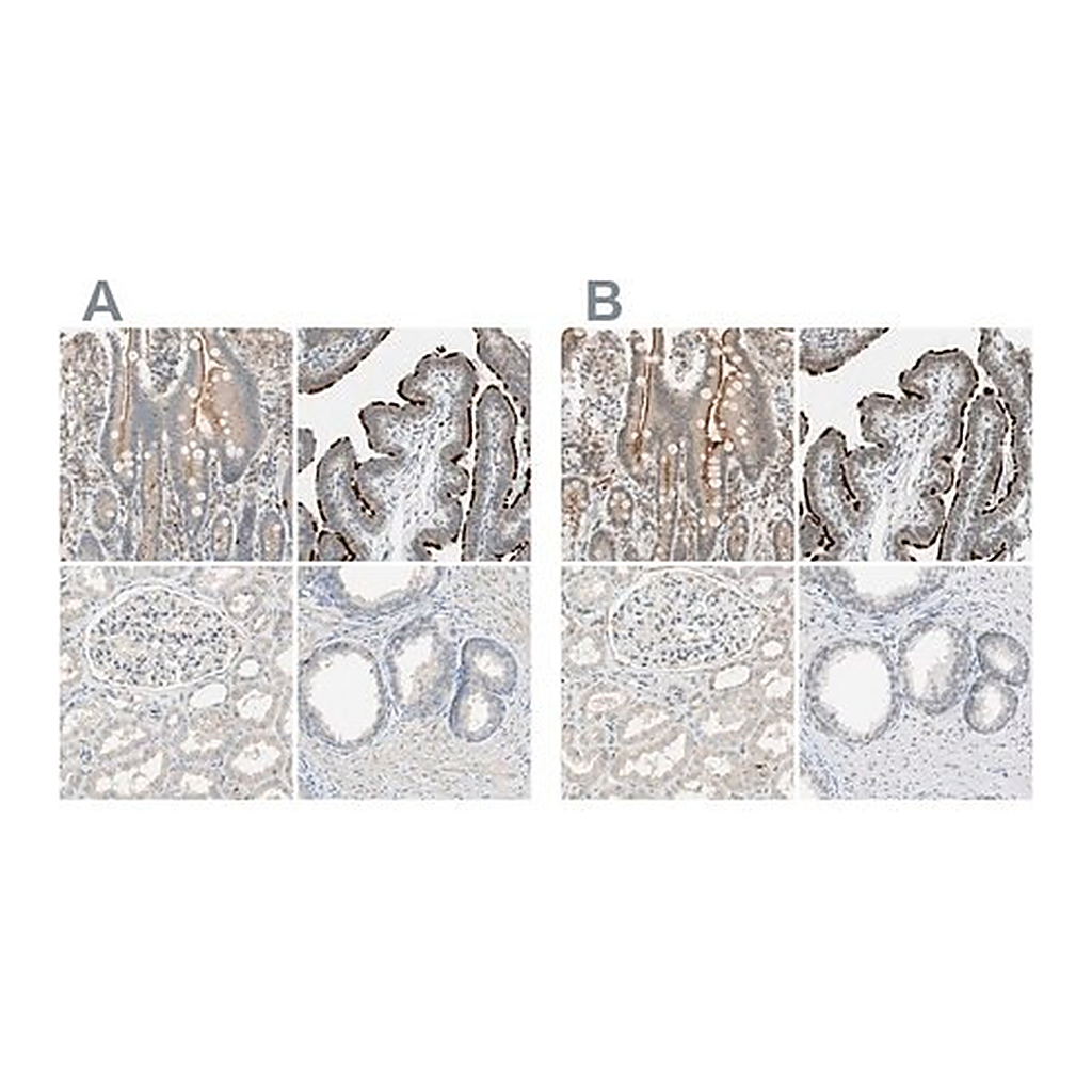 Merck Anti-MS4A8 antibody produced in rabbit