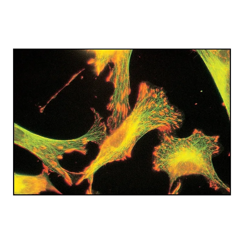 Merck Anti-Tubulin antibody produced in rabbit