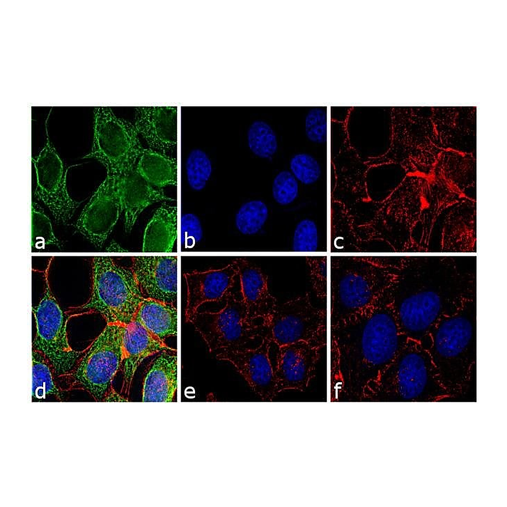 Thermo Fisher Scientific Goat anti-Mouse IgG Fc Secondary Antibody, FITC