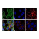 Thermo Fisher Scientific Goat anti-Mouse IgG Fc Secondary Antibody, FITC