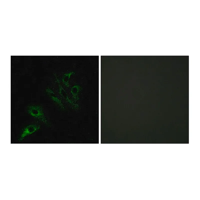 Merck Anti-TNFL4 antibody produced in rabbit