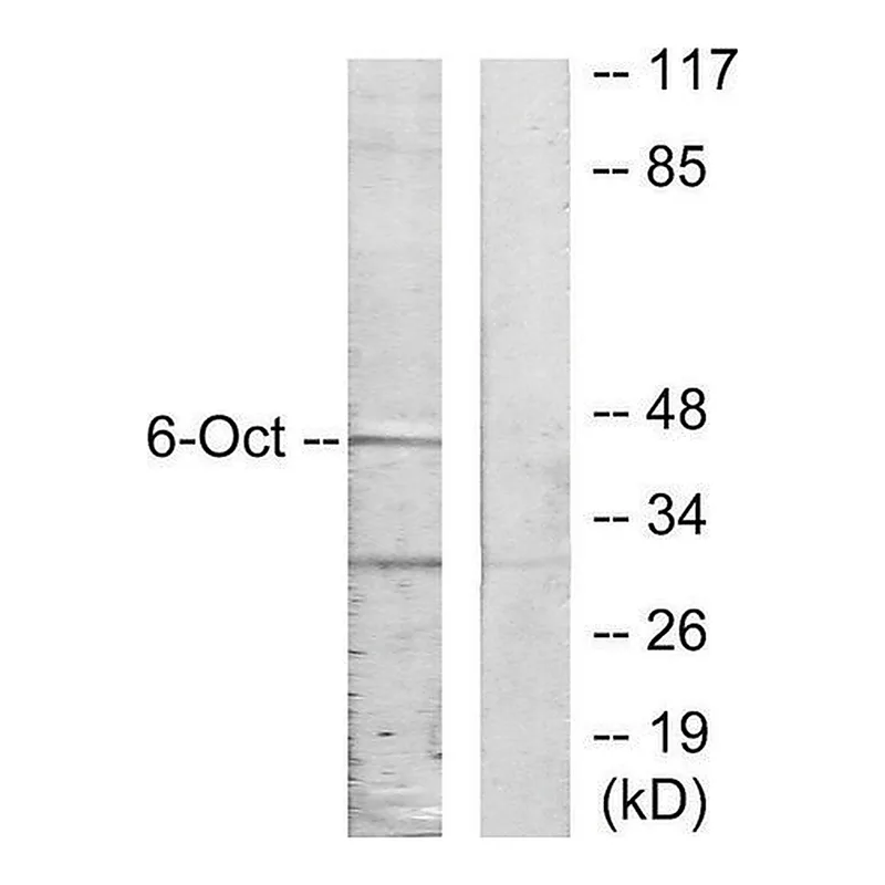 Merck Anti-OCT6 antibody produced in rabbit