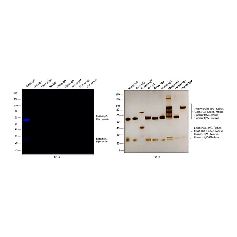 Thermo Fisher Scientific F(ab`)2-Goat anti-Rabbit IgG (H+L) Cross-Adsorbed Secondary Antibody, Alexa Fluor 680
