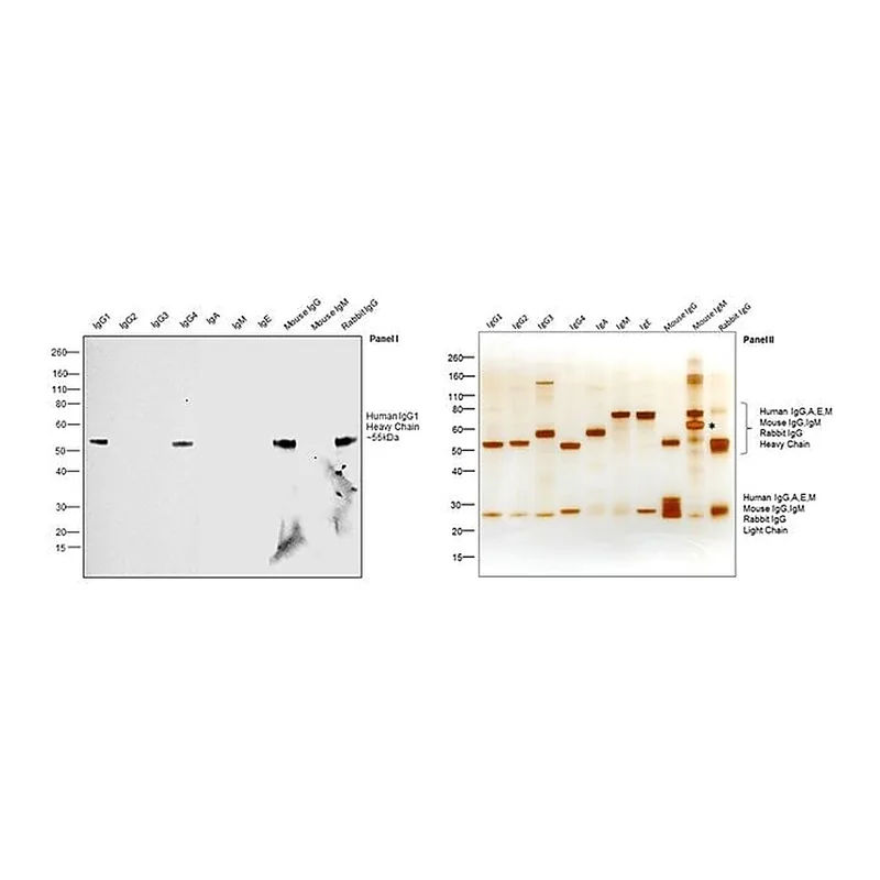 Thermo Fisher Scientific Mouse anti-Human IgG1 Fc Secondary Antibody, HRP