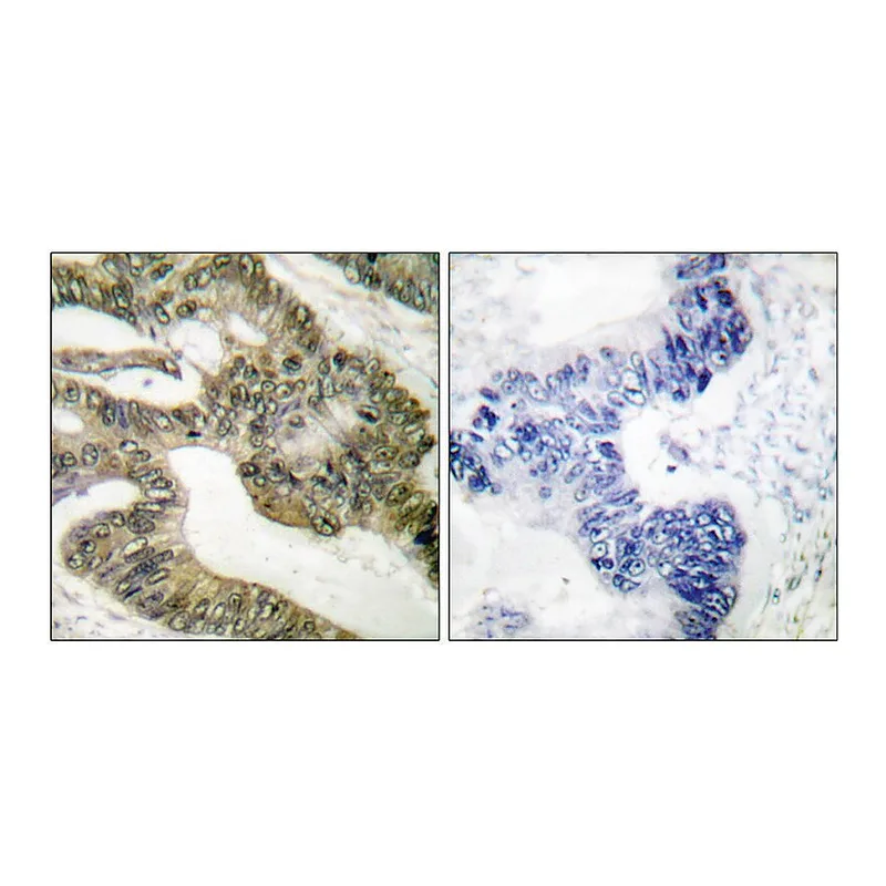 Merck Anti-APC antibody produced in rabbit