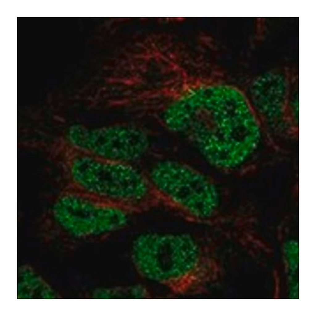 Merck Anti-CDC25A antibody produced in rabbit