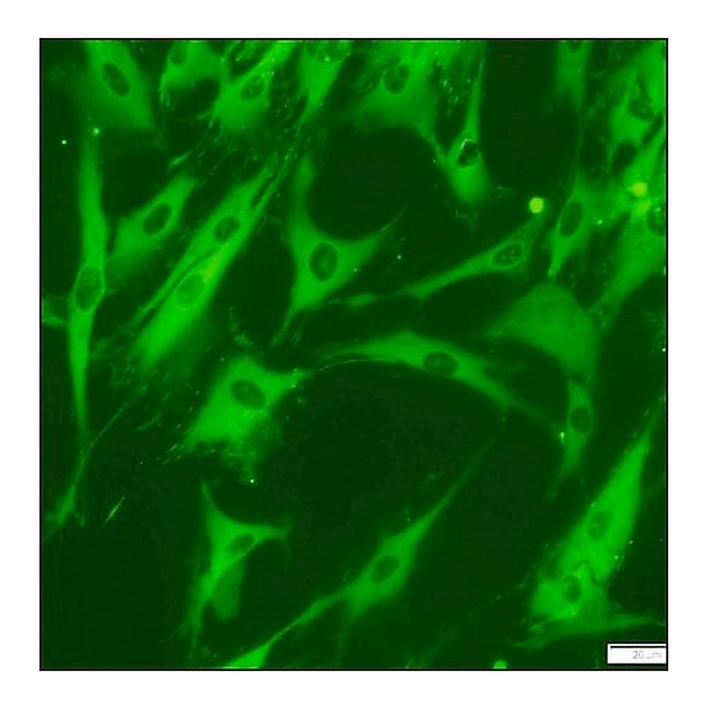 Merck Anti-Vinculin-FITC antibody, Mouse monoclonal