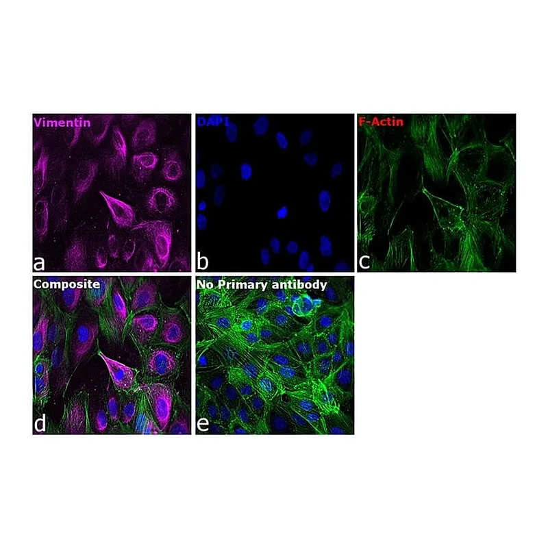 Thermo Fisher Scientific Goat anti-Mouse IgG (H+L) Cross-Adsorbed Secondary Antibody, Alexa Fluor 750
