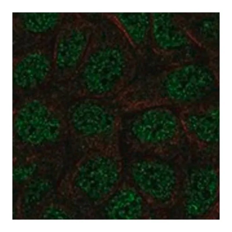Merck Anti-ZBTB1 antibody produced in rabbit