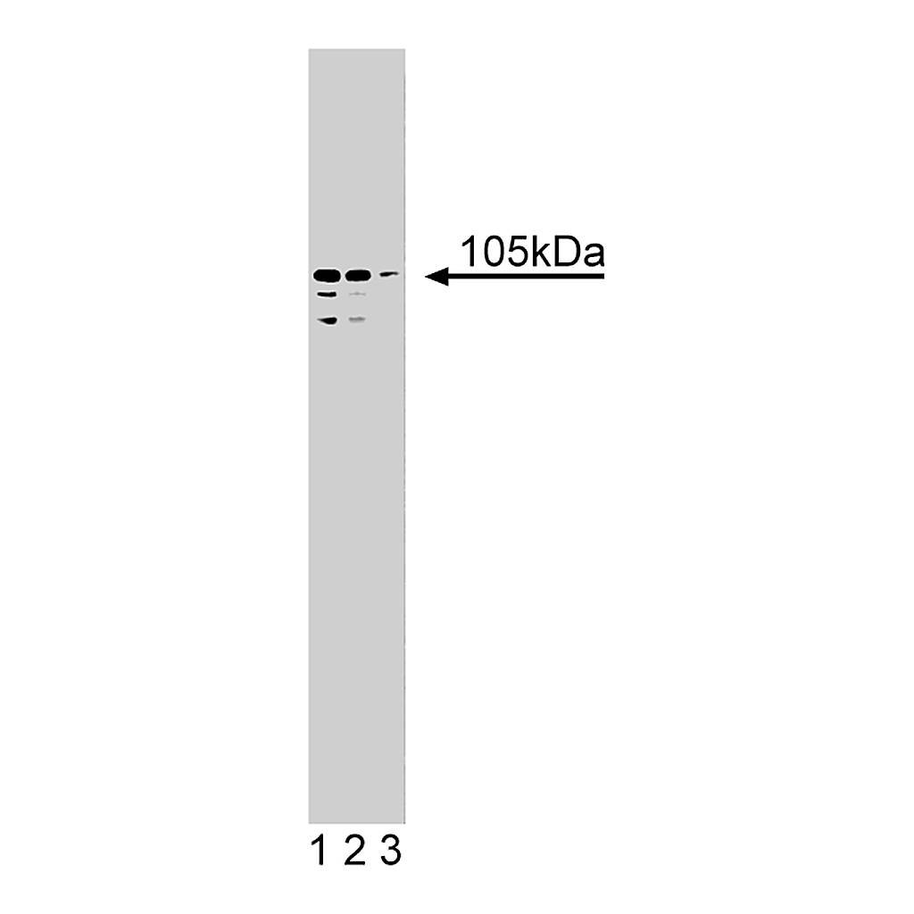 BD Purified Mouse Anti-AIP1