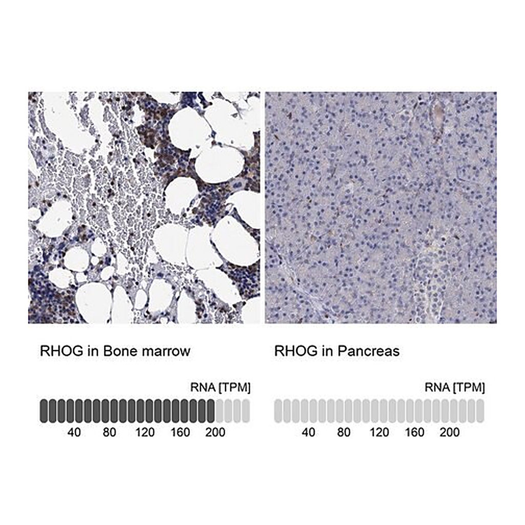 Merck Anti-RHOG antibody produced in rabbit
