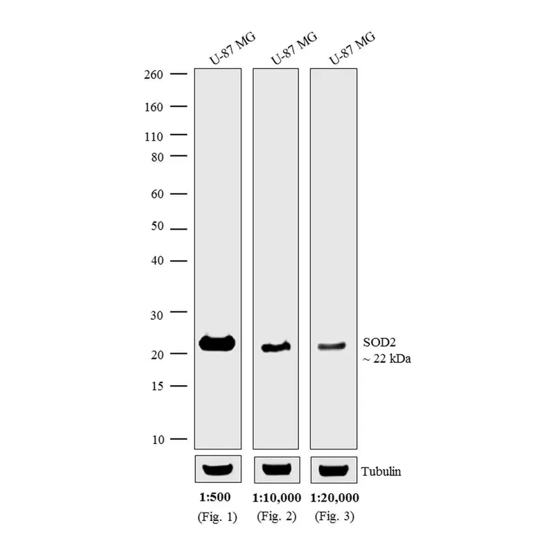 Thermo Fisher Scientific Chicken anti-Mouse IgG (H+L) Cross-Adsorbed Secondary Antibody, HRP