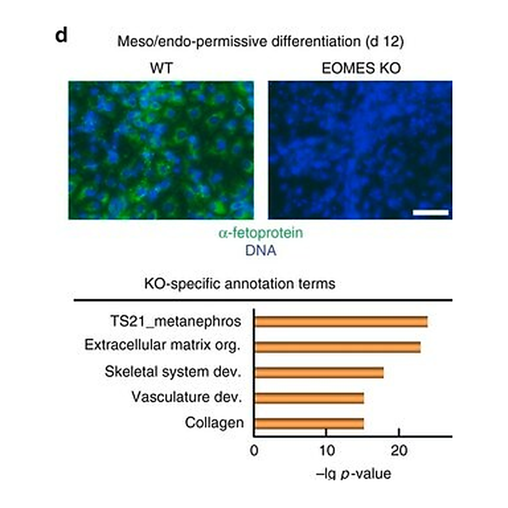 Merck MONOCLONAL ANTI-HUMAN A-FETOPROTEIN, &