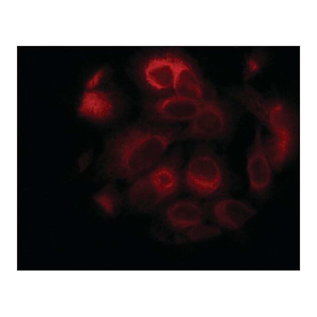 Merck Anti-STIM1 (C-terminal) antibody produced in rabbit
