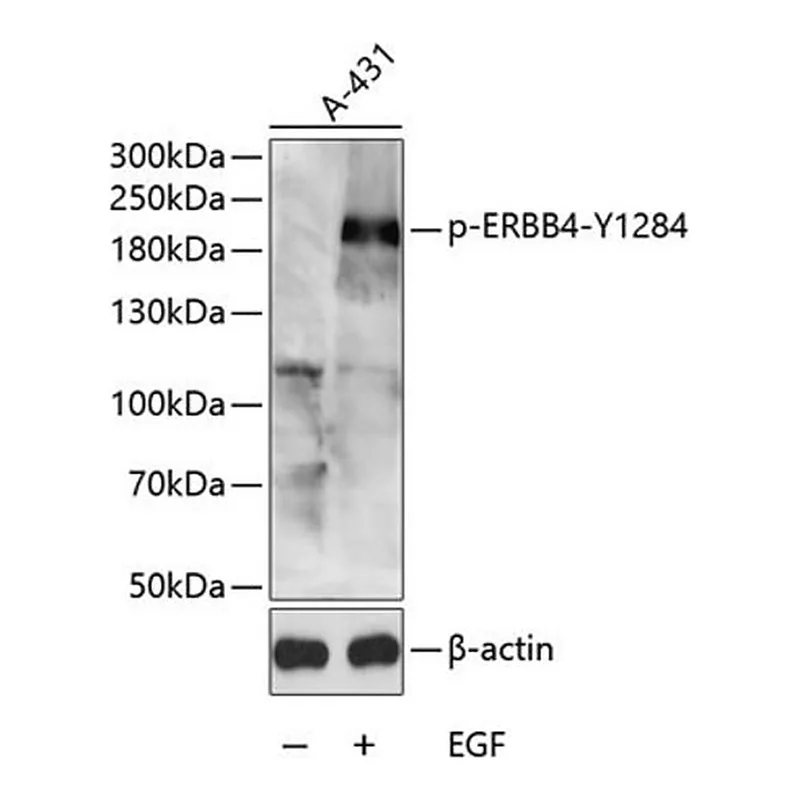 Merck Anti-Phospho-ERBB4-Y1284 antibody produced in rabbit