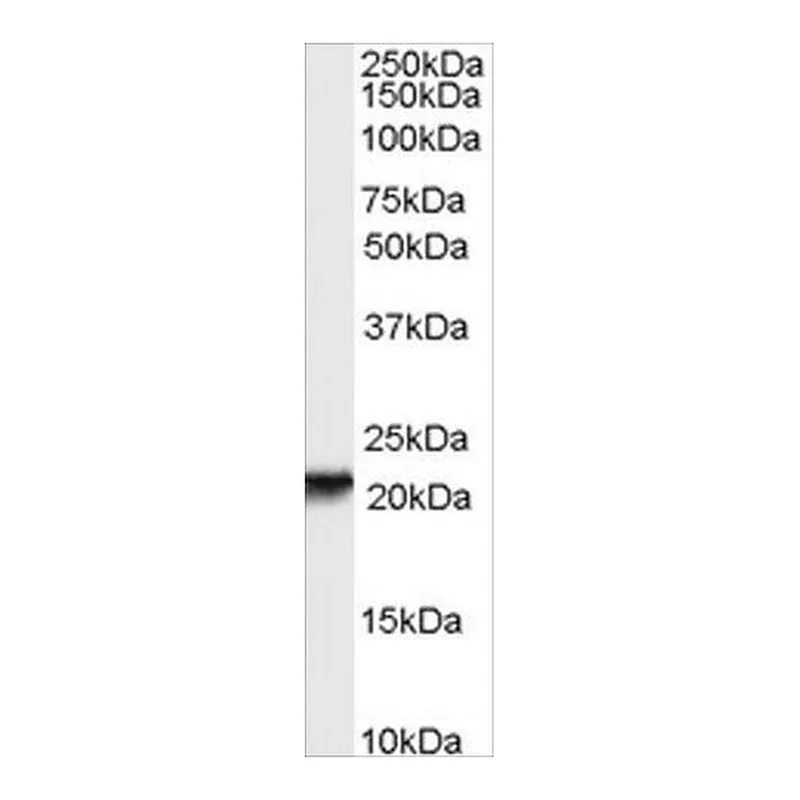 Merck Anti-RBP4 antibody produced in goat