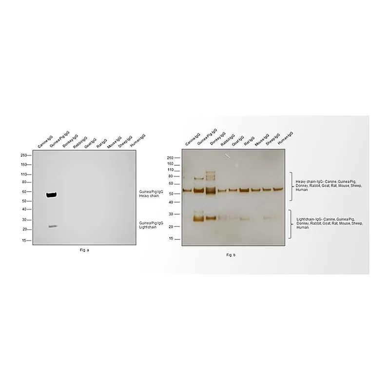 Thermo Fisher Scientific Goat anti-Guinea Pig IgG (H+L) Secondary Antibody, HRP