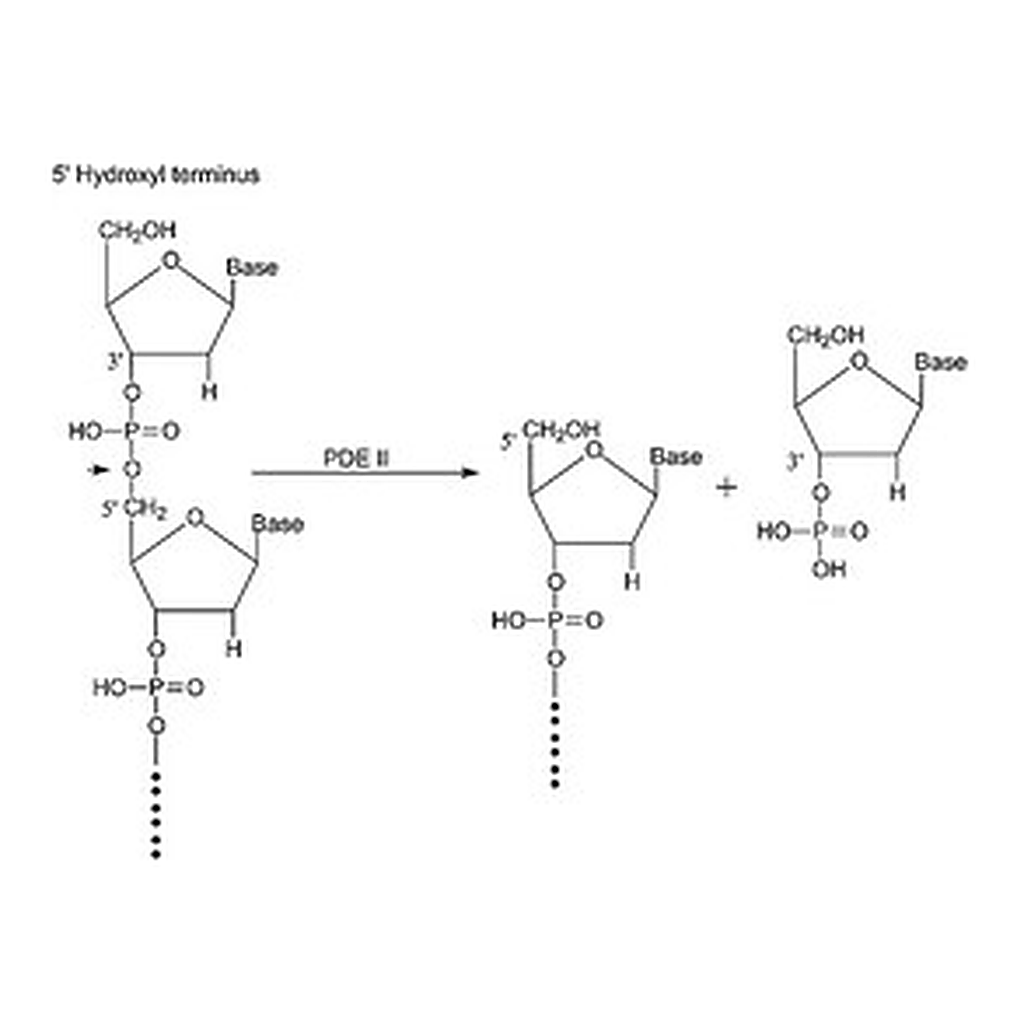 Merck PHOSPHODIESTERASE II TYPE I-SA FROM    &