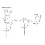 Merck PHOSPHODIESTERASE II TYPE I-SA FROM &