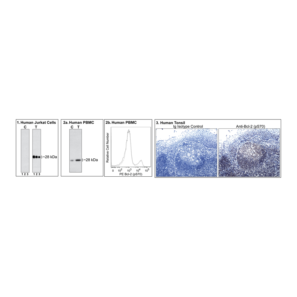 BD Purified Mouse anti-Human Bcl-2 (pS70)