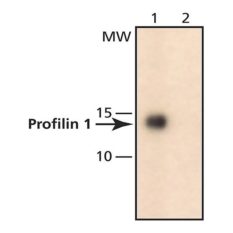 Merck Anti-Profilin 1 (N-terminal) antibody produced in rabbit