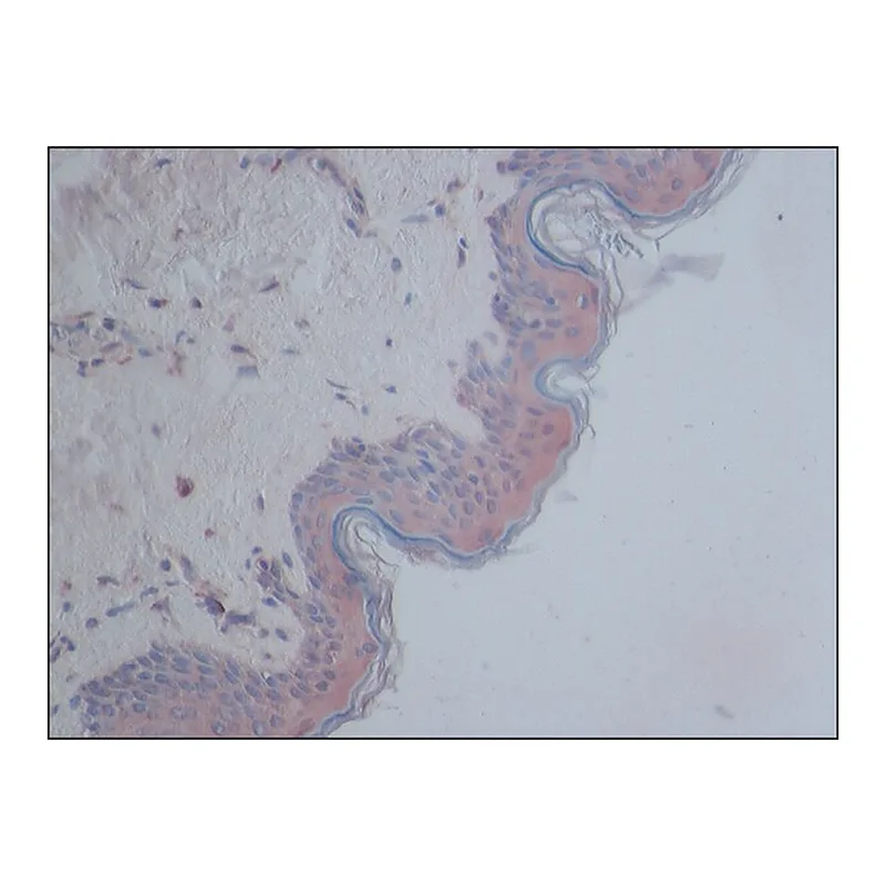 Merck Anti-CYLD antibody produced in rabbit