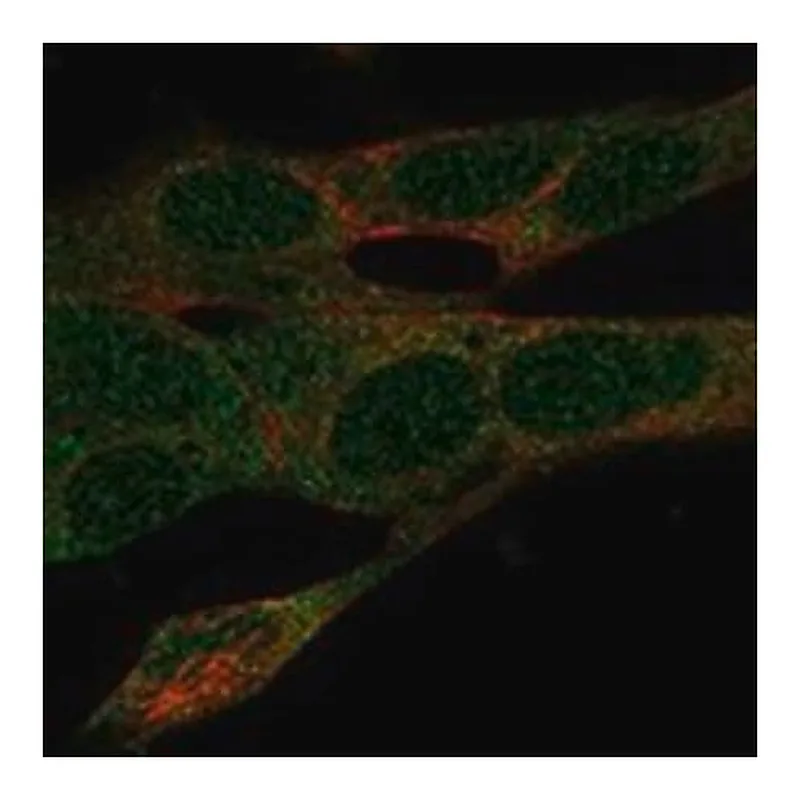 Merck Anti-SDR39U1 antibody produced in rabbit