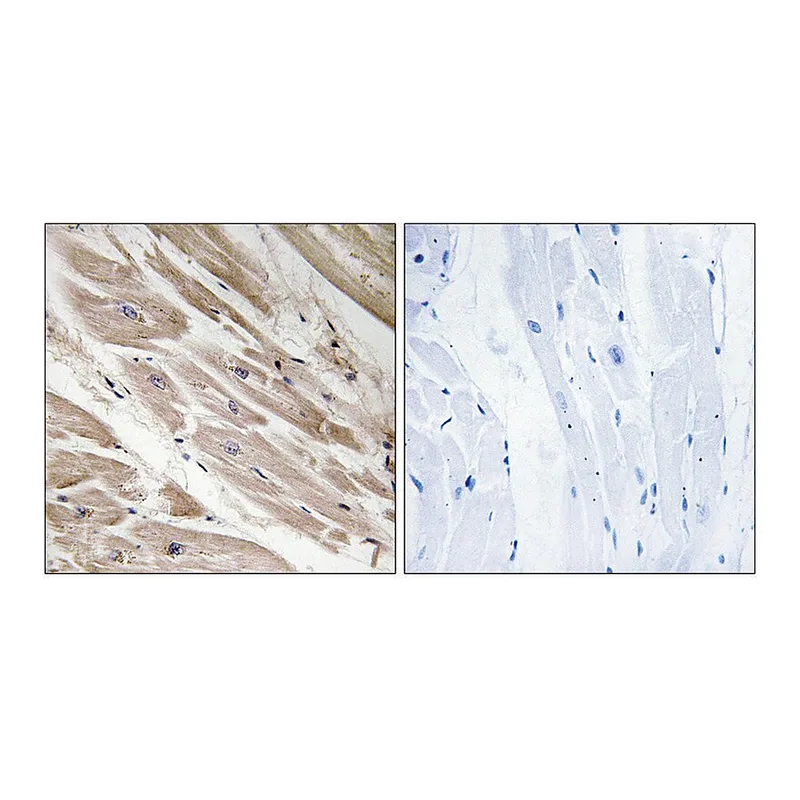 Merck Anti-MYBPC3 antibody produced in rabbit