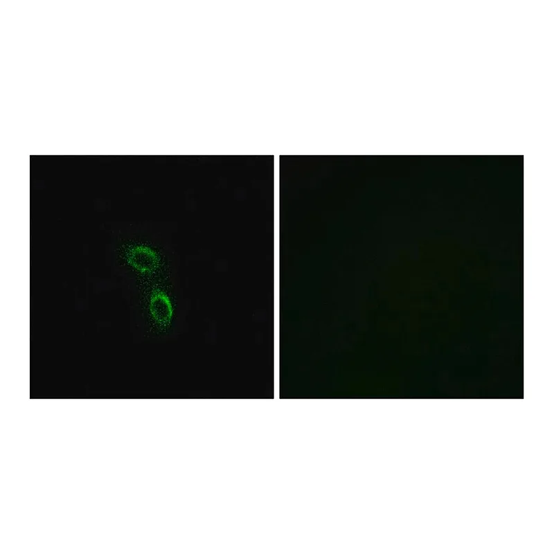Merck Anti-ARMC6 antibody produced in rabbit
