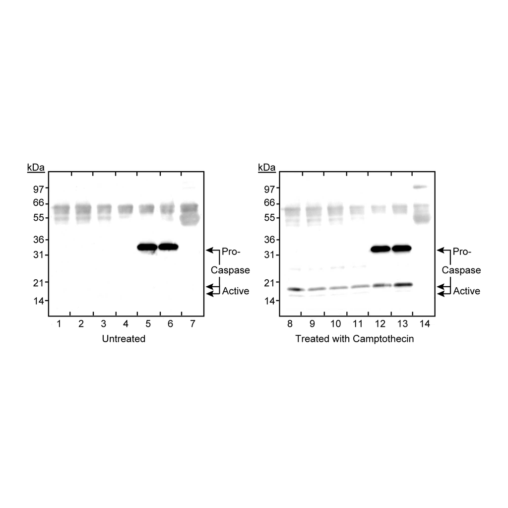BD Purified Rabbit Anti- Active Caspase-3