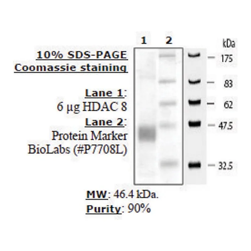 Merck HDAC-8 human