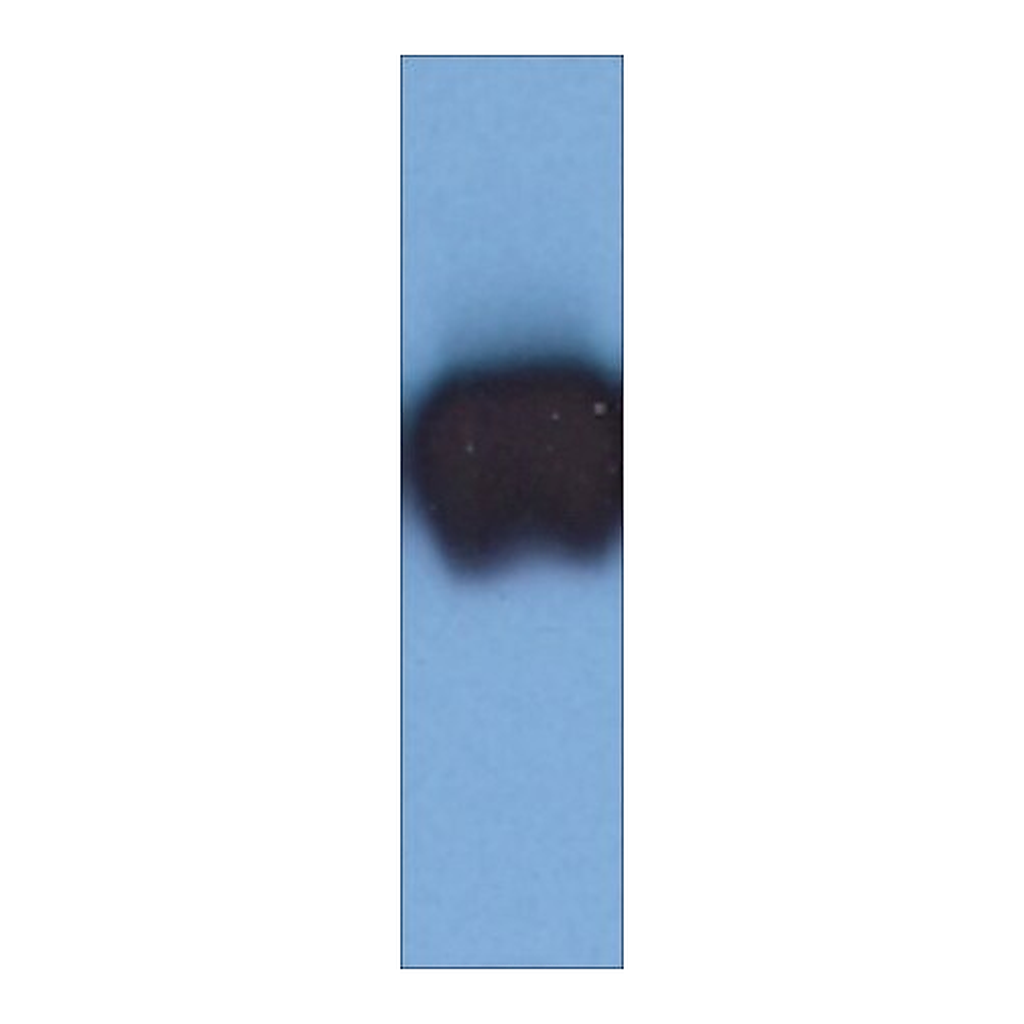 Merck Monoclonal Anti-Cytokeratin 19 antibody produced in mouse