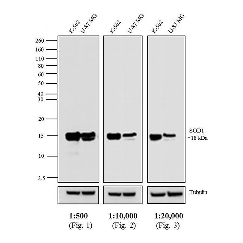 Thermo Fisher Scientific Goat anti-Mouse IgG Fc Secondary Antibody, HRP