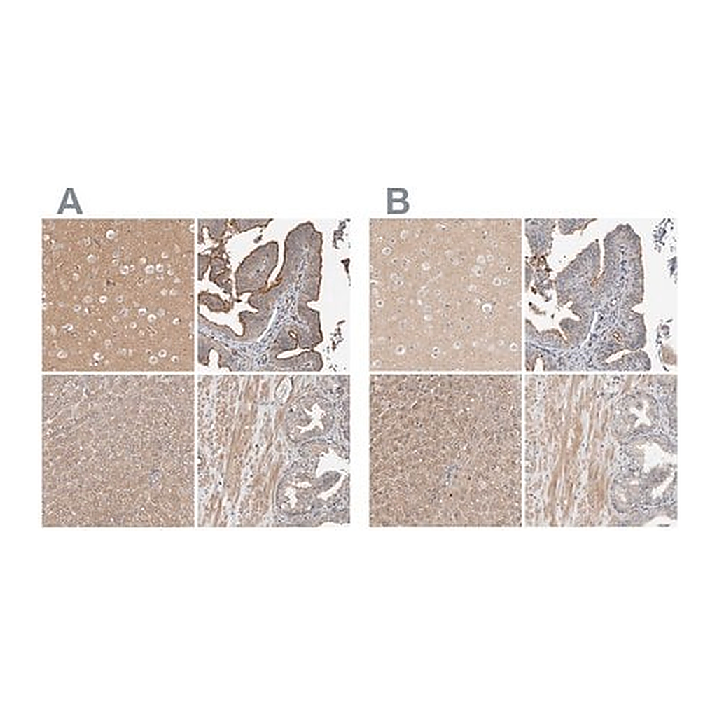 Merck Anti-MPRIP antibody produced in rabbit