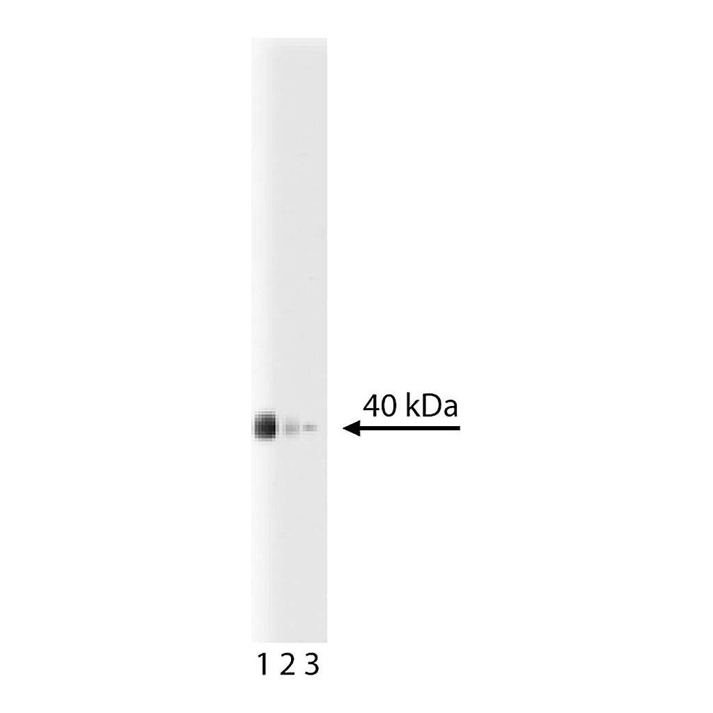 BD Purified Mouse Anti-Human Prostasin