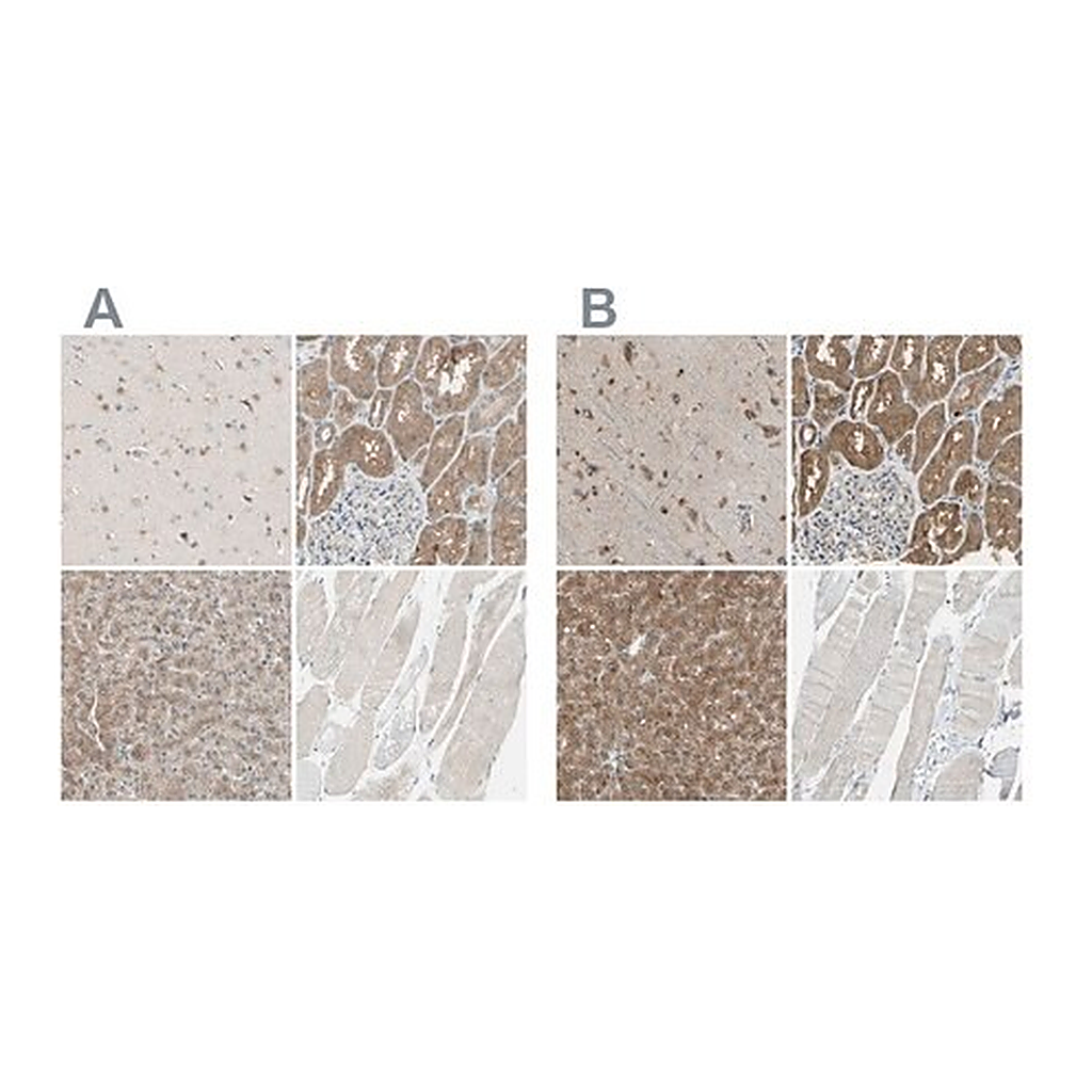 Merck Anti-LHPP antibody produced in rabbit