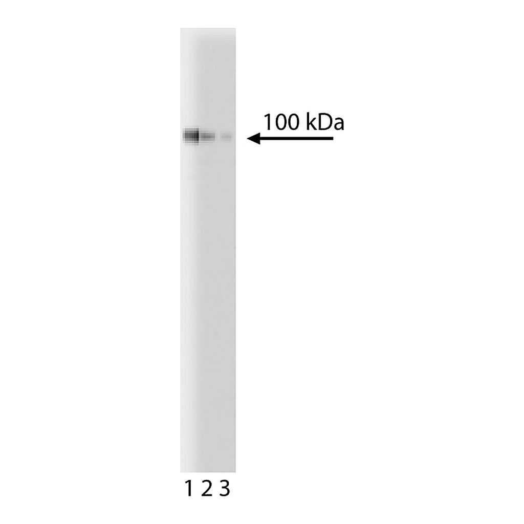 BD Purified Mouse Anti-Human CD54