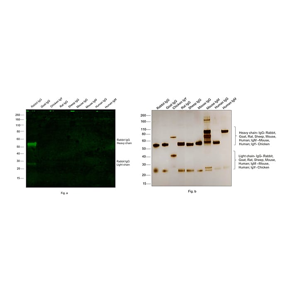Thermo Fisher Scientific F(ab`)2-Goat anti-Rabbit IgG (H+L) Cross-Adsorbed Secondary Antibody, Alexa Fluor Plus 488