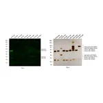 Thermo Fisher Scientific F(ab`)2-Goat anti-Rabbit IgG (H+L) Cross-Adsorbed Secondary Antibody, Alexa Fluor Plus 488