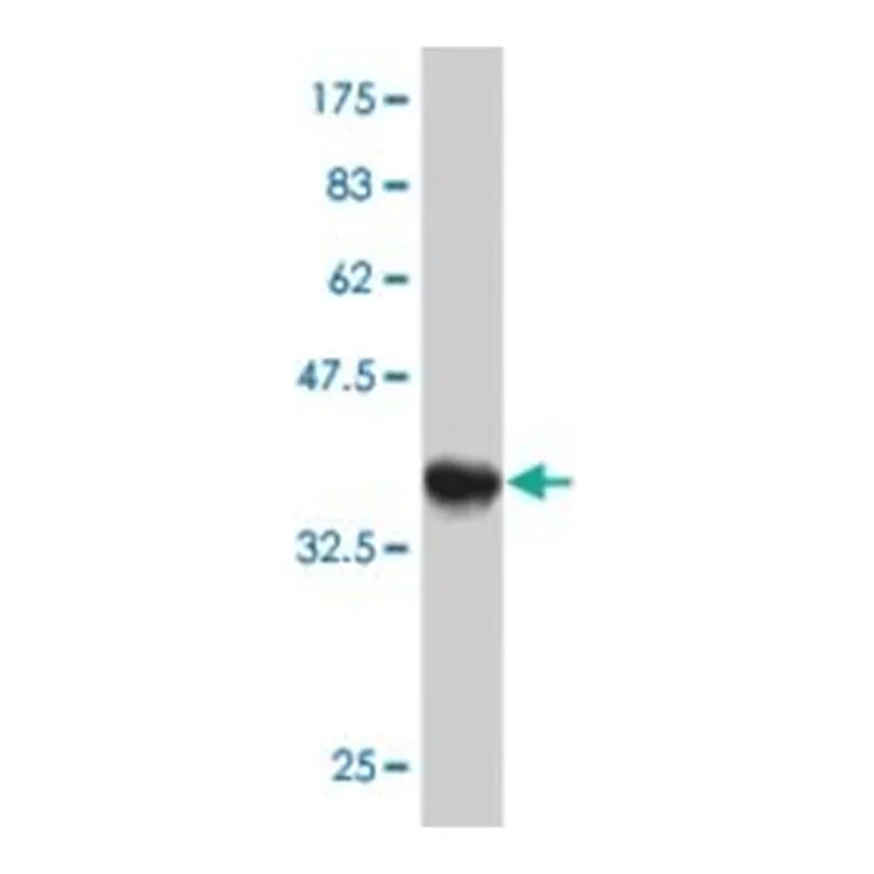Merck MONOCLONAL ANTI-GUCY2C