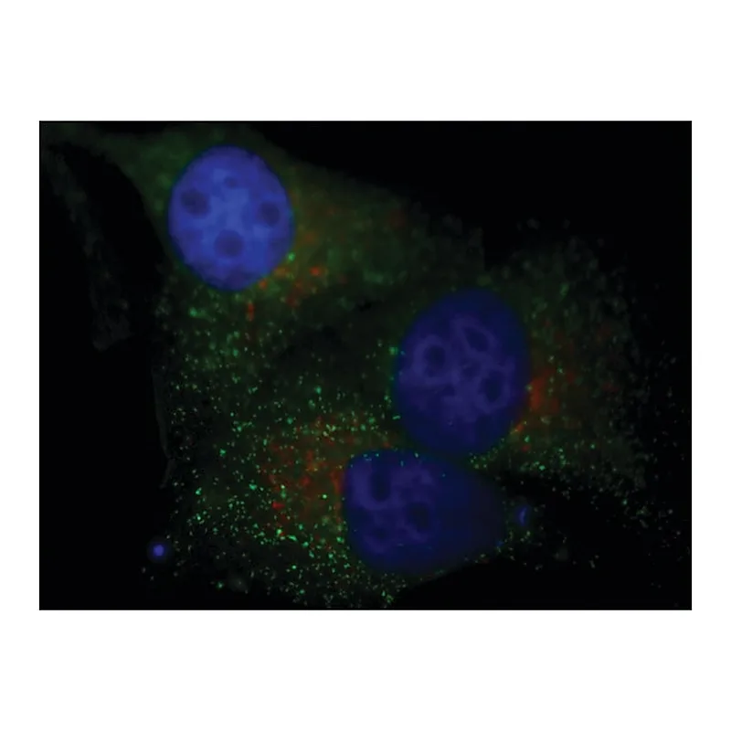 Merck Anti-LAMP1-Cy3(TM) antibody produced in rabbit