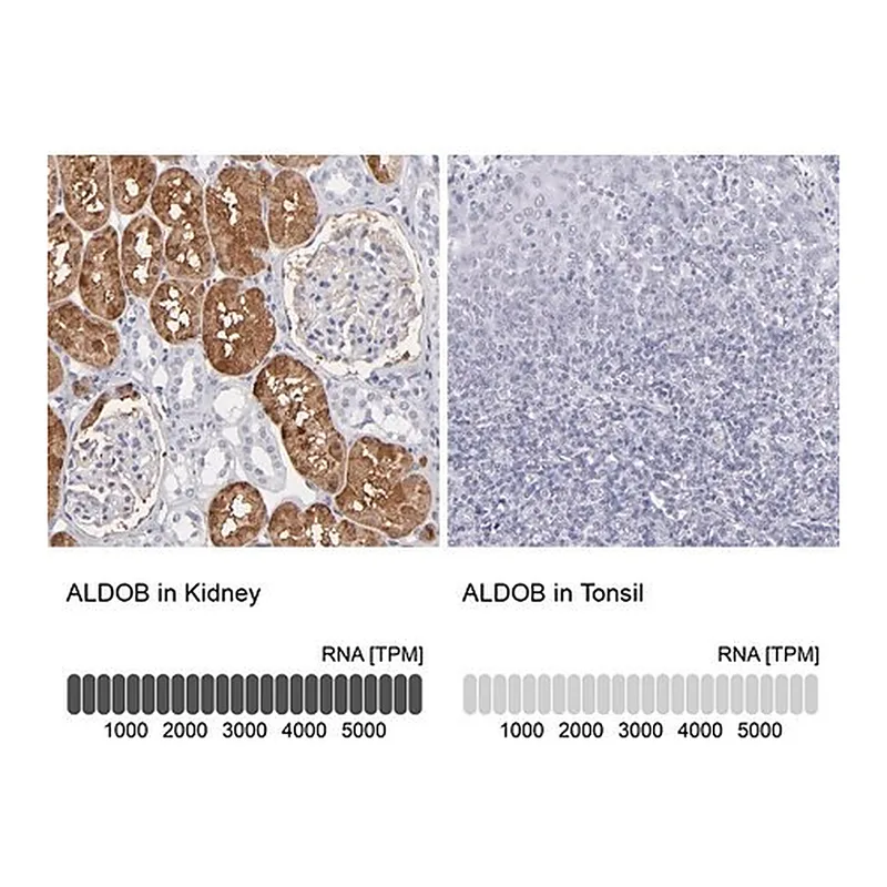 Merck Anti-ALDOB antibody produced in rabbit